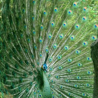 peacock-1290248_1280