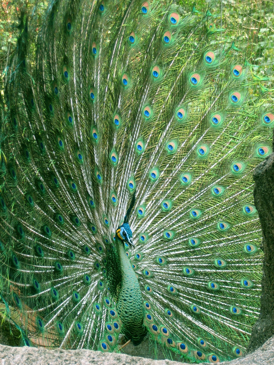 peacock-1290248_1280